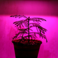 لامپ رشد گیاه 3 وات مدل smd پایه سوزنی